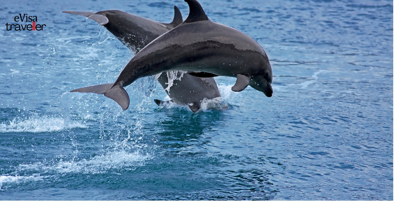 Natural biodiversity of bay of bengle